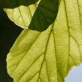 DSC02354.JPG