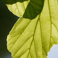 DSC02356.JPG
