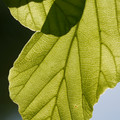 DSC02357.JPG