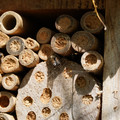 DSC02457.JPG