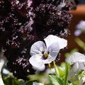 DSC02475.JPG