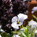 DSC02476.JPG