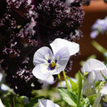 DSC02477.JPG