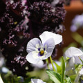 DSC02478.JPG