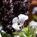 DSC02479.JPG