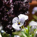 DSC02480.JPG