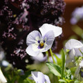 DSC02481.JPG