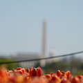 DSC02493.JPG