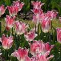 DSC02509.JPG