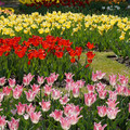 DSC02510.JPG