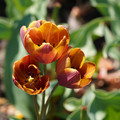DSC02533.JPG