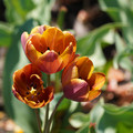 DSC02534.JPG
