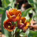 DSC02535.JPG