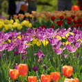 DSC02536.JPG