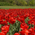 DSC02575.JPG