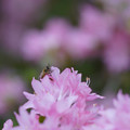 DSC02579.JPG