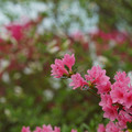DSC02582.JPG