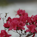 DSC02587.JPG