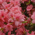 DSC02592.JPG
