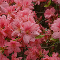 DSC02593.JPG