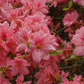 DSC02594.JPG