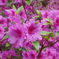 DSC02595.JPG