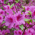 DSC02596.JPG