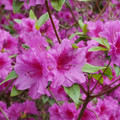 DSC02597.JPG