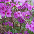 DSC02598.JPG