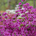 DSC02600.JPG