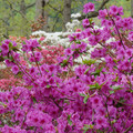 DSC02601.JPG