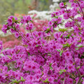 DSC02602.JPG