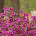 DSC02603.JPG