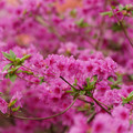 DSC02604.JPG