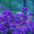 DSC02605.JPG