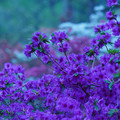 DSC02606.JPG