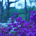 DSC02607.JPG