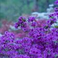 DSC02608.JPG