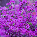 DSC02609.JPG