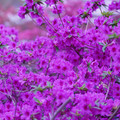 DSC02610.JPG