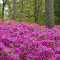 DSC02611.JPG
