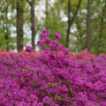 DSC02612.JPG