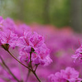 DSC02613.JPG