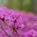 DSC02614.JPG