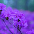 DSC02615.JPG