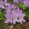 DSC02617.JPG