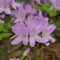 DSC02618.JPG