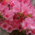 DSC02619.JPG