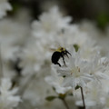 DSC02620.JPG