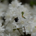 DSC02623.JPG